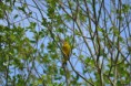 /album/ornithologie/chloris-chloris-jpg/